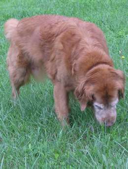 Brooksie loves to nibble on the grass.