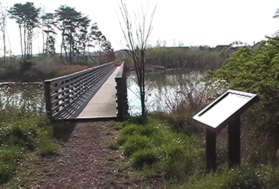 The trail crosses a bridge over the wetland.