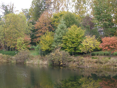 Bright Pond