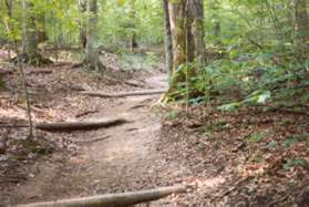 The trail has logs across it and climbs a hill.