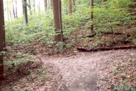 Turn left to continue down the hill at the next trail intersection.