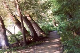 Notice how much these large trees are leaning to get sunlight.