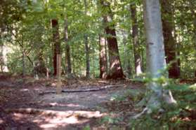 Turn right at the next trail intersection to continue on the Uplands Trail.