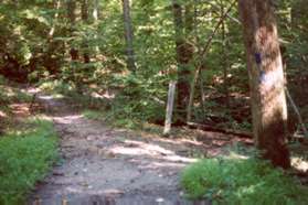 Turn right at the next trail intersection to continue on the Uplands Trail.