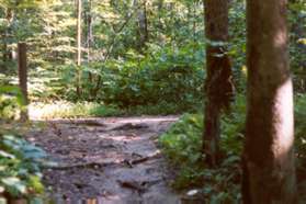 Turn right at the next trail intersection to continue following the Uplands Trail.