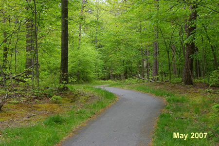 The trail climbs a hill through the woods.