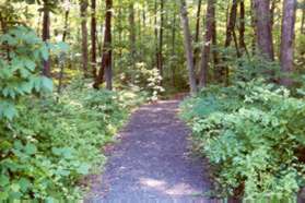 The trail immediately enters the woods.