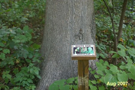 Herndon has placed signs next to several of the trees to identify them.