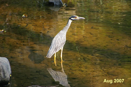 This little blue heron was spotted next to the bridge crossing.