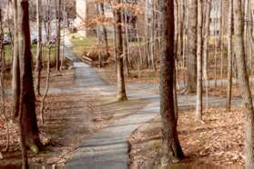 At the bottom of the hill take the path to the left that follows the creek.