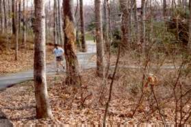 Turn right at the next wide asphalt trail intersection to rejoin the short loop.