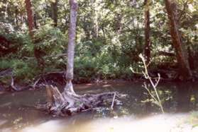 While crossing notice the tree on the left which the beavers could not fell.