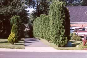 Turn left and follow the asphalt trail between the houses on the other side of the street.