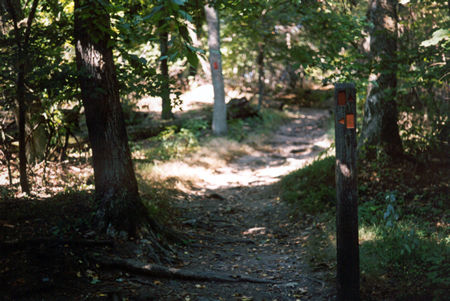 The orange trail intersects from the left at this marker post.  Continue straight on the red trail.