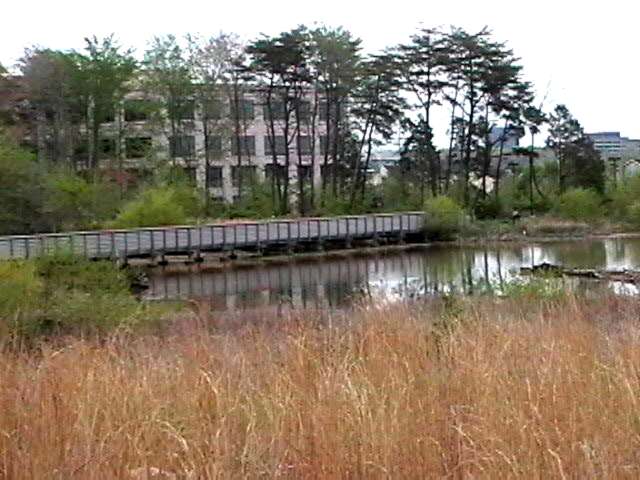 View of the bridge across the pond.