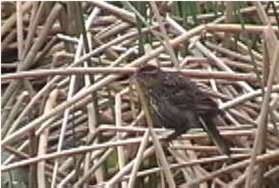 Bird looking for nesting material.