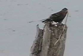 Bird found nesting material.