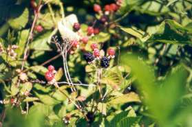 Blackberries