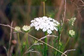 Queen Anne's Lace