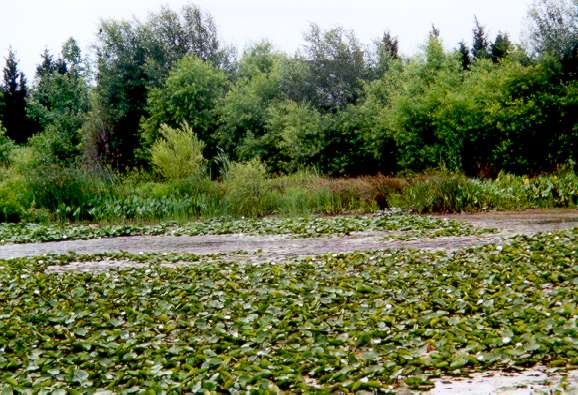 The wetlands at Sunrise Valley Park.