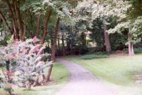 At the end of the sidewalk on Saffold Way turn left to follow the path down the hill.