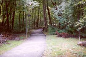 Turn right onto the next trail and follow the creek on the right.