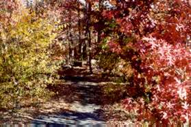 At the end of the sidewalk turn right to follow the asphalt path through the trees.