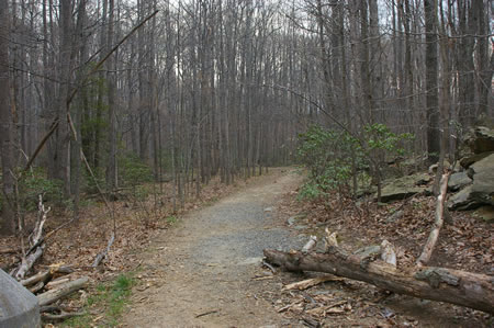 At the bottom of the hill the road follows the stream into the woods.