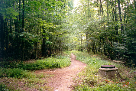 A trail intersects from the left. Continue straight on the present trail.