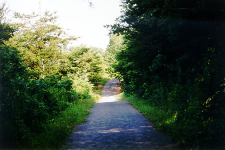 Brush separates the bike trail from the horse trail. The horse trail soon climbs a short hill.