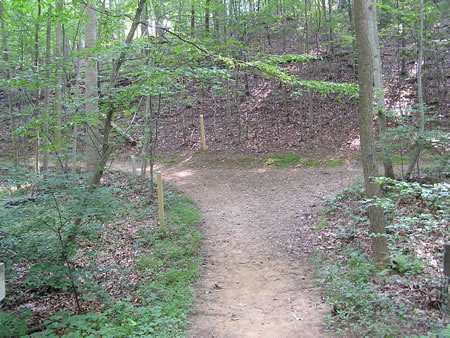 After crossing the bridge turn left at the trail junction.