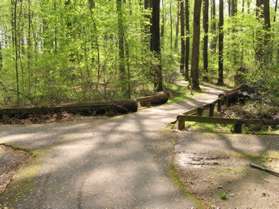 The trail intersects with a cross trail.  Continue straight on the present trail.