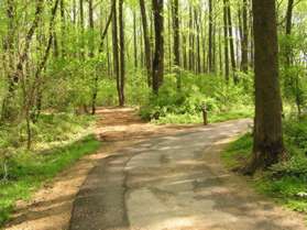 A natural surface trail intersects at a curve in the asphalt trail.  Turn left to follow the natural surface trail.