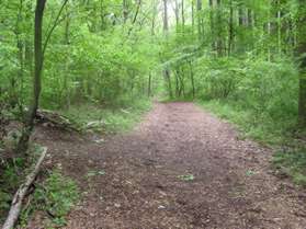 An informal natural surface trail intersects from the left.  Continue straight on the present trail.