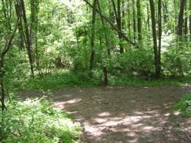 After a short distance the trail ends at the horse trail.  Turn right.