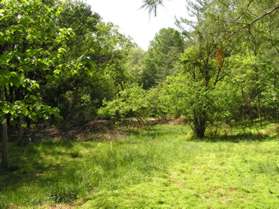 Looking to the right vegetation has grown over the former road.  The road to the maintenance area can be seen in the distance.