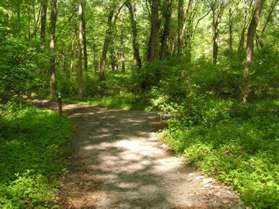 After a considerable distance a trail marker indicates the trail on the right goes to Northwest Branch Park.  Continue straight on the present trail.