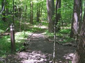 The trail joins a loop trail from the nature center.  Stay on the trail to the left.