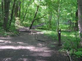 A trail intersects from the left.  Continue straight on the present trail towards Pine Lake.