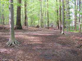 A trail intersects from the left.  Continue straight towards Pine Lake.